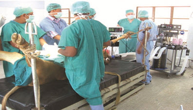 Large animal operation theatre 